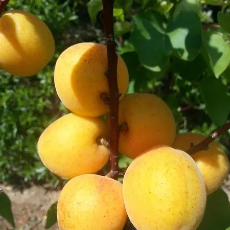 Casa Cereja 'adults Only' *