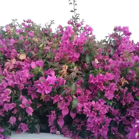 Casa Cereja 'adults Only' Alojamento de Acomodação e Pequeno-almoço *